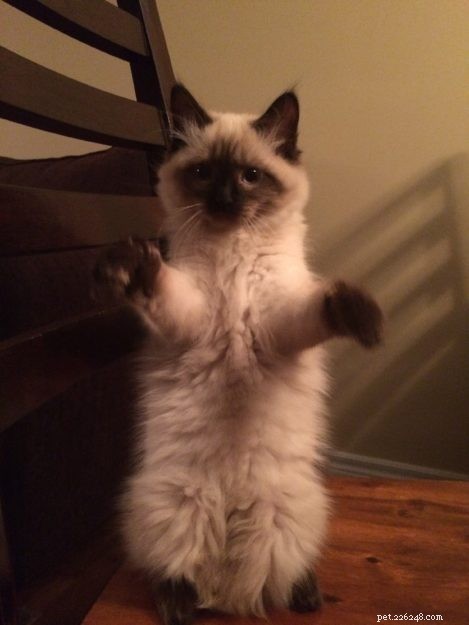 Nova – Meet the Sweet Seal Colorpoint Ragdoll Cat of the Week