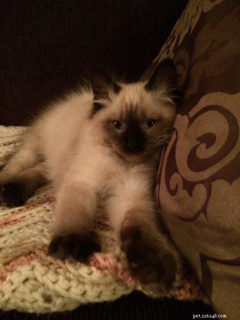 Nova – Meet the Sweet Seal Colorpoint Ragdoll Cat of the Week