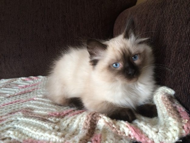 Nova – Meet the Sweet Seal Colorpoint Ragdoll Cat of the Week