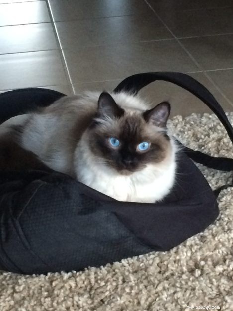 Nova – Meet the Sweet Seal Colorpoint Ragdoll Cat of the Week