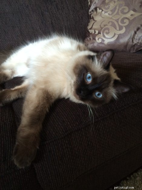 Nova – Meet the Sweet Seal Colorpoint Ragdoll Cat of the Week