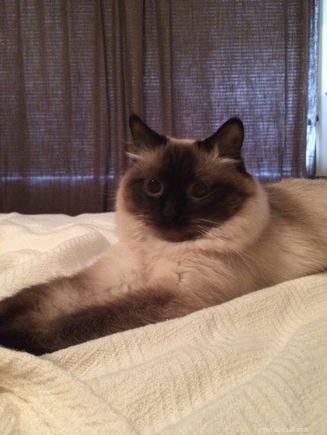 Nova – Meet the Sweet Seal Colorpoint Ragdoll Cat of the Week