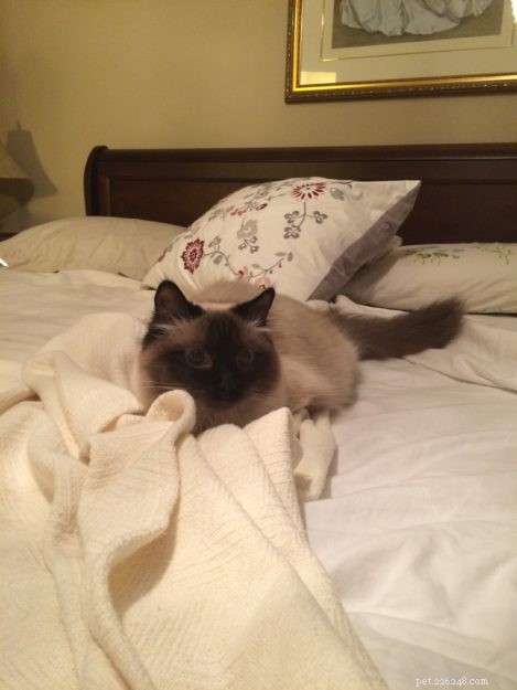 Nova – Meet the Sweet Seal Colorpoint Ragdoll Cat of the Week