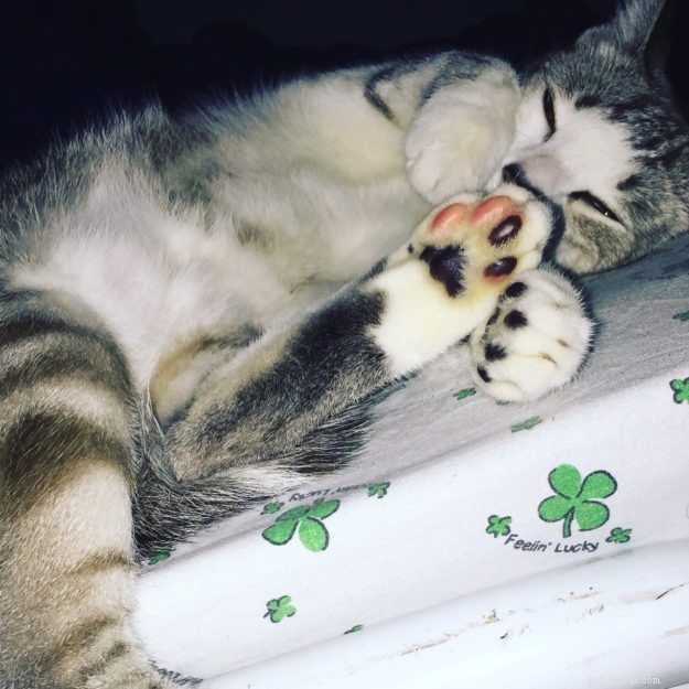 Meet Bubba: The Adorable Floppy Cat Featured This Week