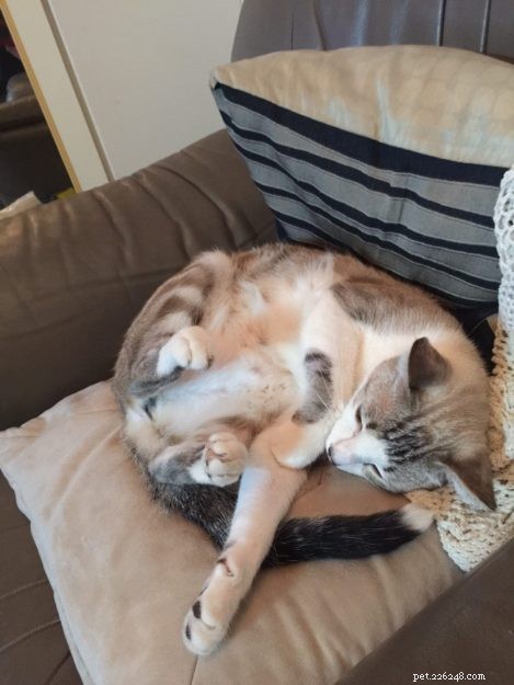 Meet Bubba: The Adorable Floppy Cat Featured This Week