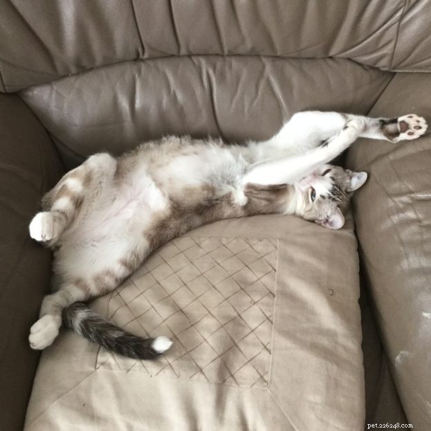 Meet Bubba: The Adorable Floppy Cat Featured This Week