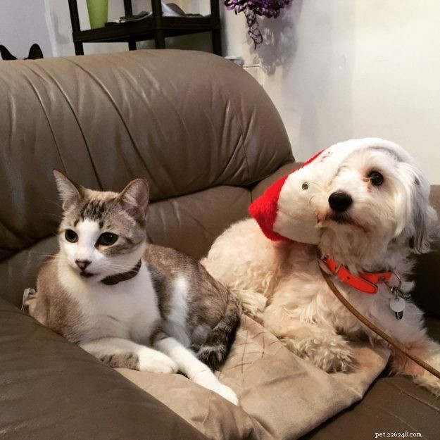 Meet Bubba: The Adorable Floppy Cat Featured This Week