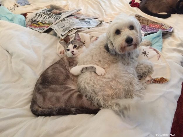 Meet Bubba: The Adorable Floppy Cat Featured This Week