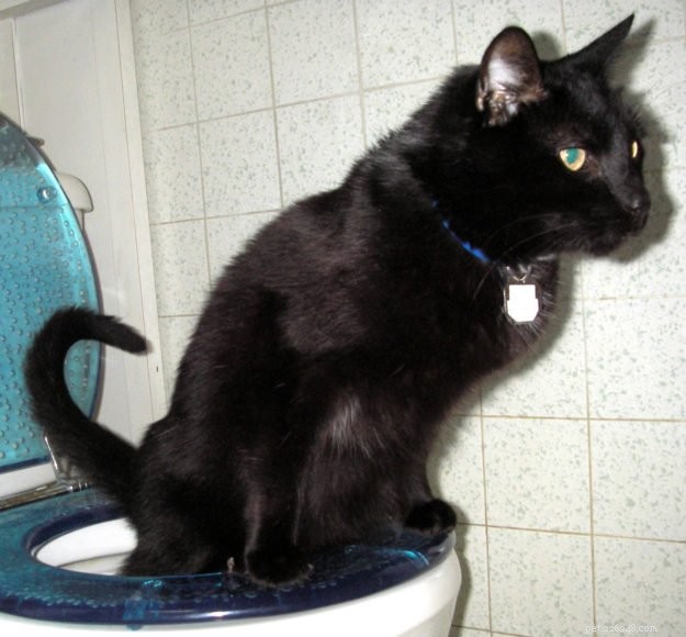 Why Toilet Training Your Cat May Be a Bad Idea