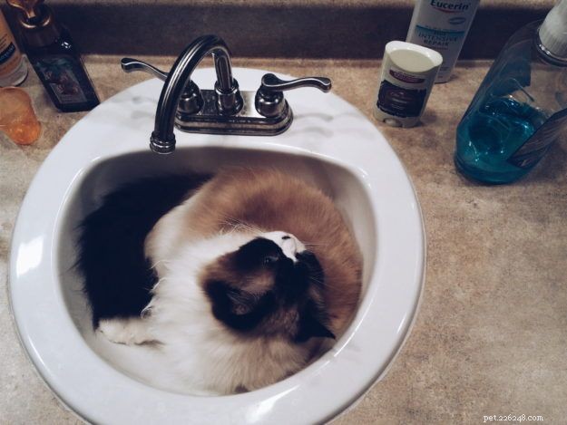 Freyja: A Heartwarming Himalayan-Ragdoll Mix & Her Journey to Family
