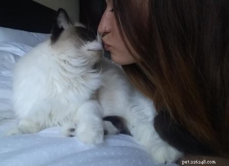 Freyja: A Heartwarming Himalayan-Ragdoll Mix & Her Journey to Family