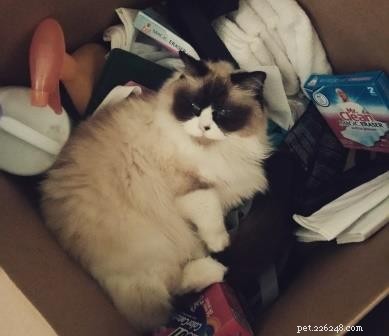 Freyja: A Heartwarming Himalayan-Ragdoll Mix & Her Journey to Family