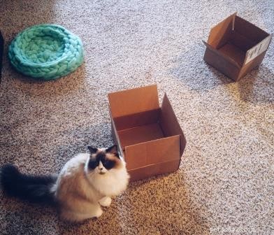Freyja: A Heartwarming Himalayan-Ragdoll Mix & Her Journey to Family
