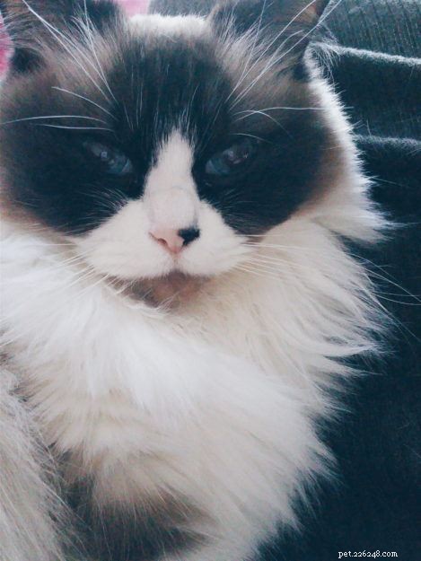 Freyja: A Heartwarming Himalayan-Ragdoll Mix & Her Journey to Family