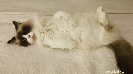 Freyja: A Heartwarming Himalayan-Ragdoll Mix & Her Journey to Family