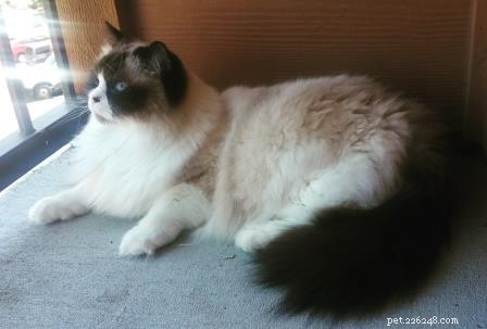 Freyja: A Heartwarming Himalayan-Ragdoll Mix & Her Journey to Family