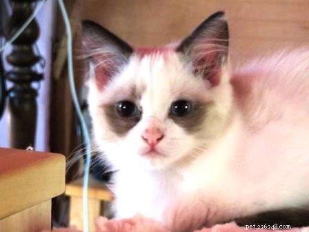 Meet Shelby: Ragdoll Kitten of the Month – Playful & Loving