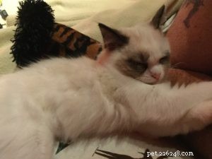 Meet Shelby: Ragdoll Kitten of the Month – Playful & Loving