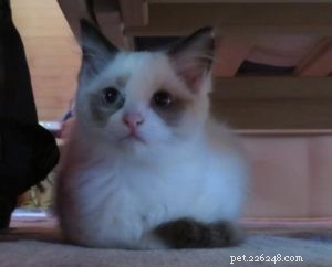 Meet Shelby: Ragdoll Kitten of the Month – Playful & Loving