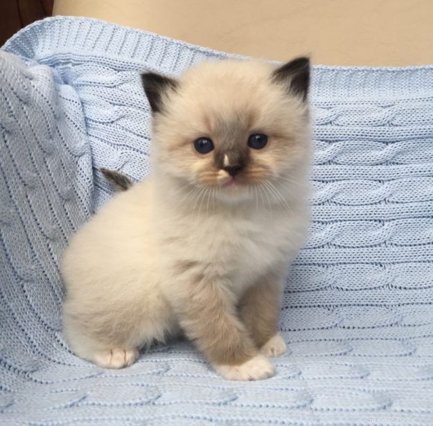 Meet Maximus: The Ragdoll Cat Featured This Week