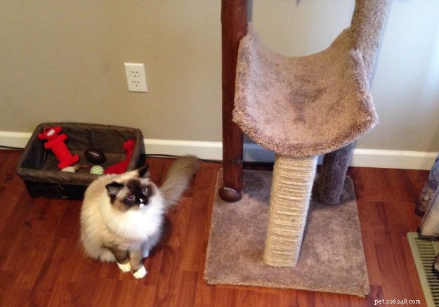 Meet Maximus: The Ragdoll Cat Featured This Week