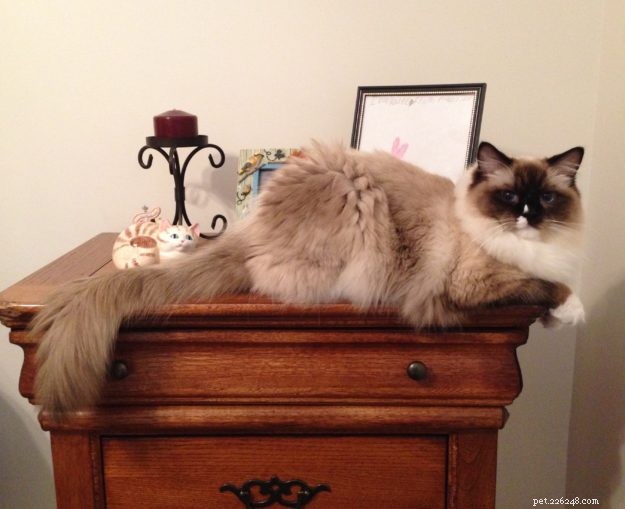 Meet Maximus: The Ragdoll Cat Featured This Week
