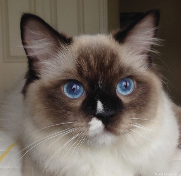 Meet Maximus: The Ragdoll Cat Featured This Week
