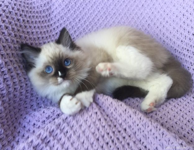 Meet Maximus: The Ragdoll Cat Featured This Week