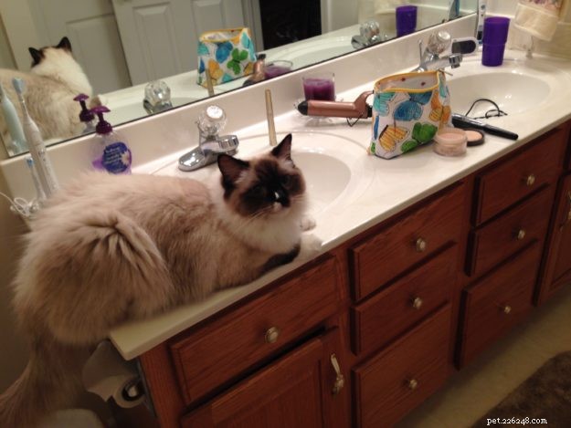 Meet Maximus: The Ragdoll Cat Featured This Week