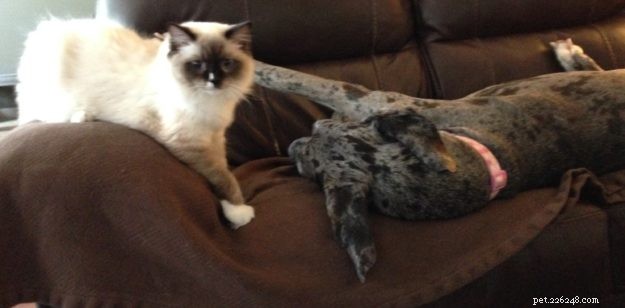 Meet Maximus: The Ragdoll Cat Featured This Week