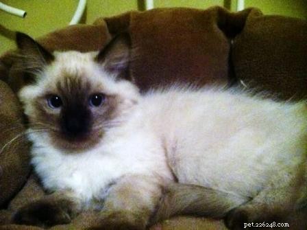 Meet Hawkeye: The Affectionate Ragdoll Cat Ideal for Special Needs Families