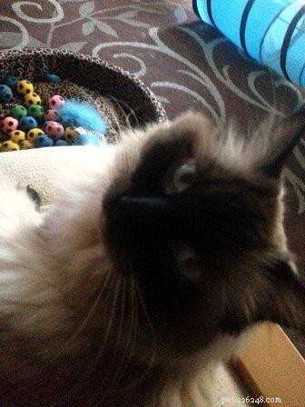 Meet Hawkeye: The Affectionate Ragdoll Cat Ideal for Special Needs Families