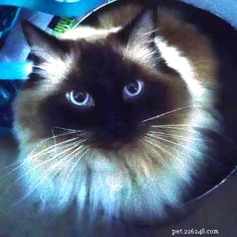 Meet Hawkeye: The Affectionate Ragdoll Cat Ideal for Special Needs Families