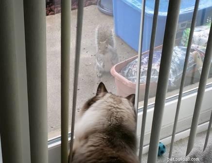 Meet Hawkeye: The Affectionate Ragdoll Cat Ideal for Special Needs Families