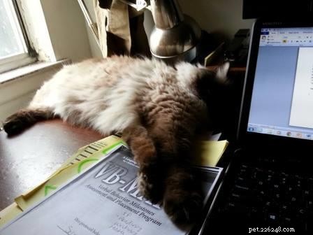 Meet Hawkeye: The Affectionate Ragdoll Cat Ideal for Special Needs Families