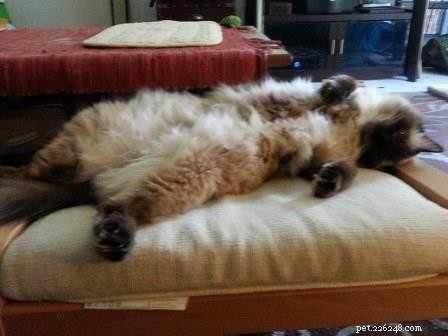 Meet Hawkeye: The Affectionate Ragdoll Cat Ideal for Special Needs Families
