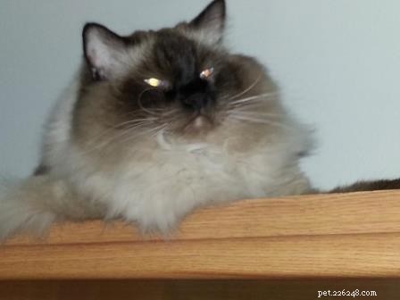 Meet Hawkeye: The Affectionate Ragdoll Cat Ideal for Special Needs Families