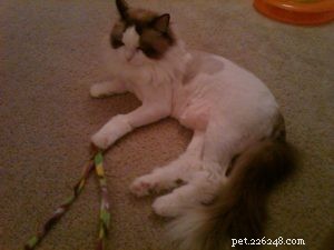 Should You Shave Your Cat for Summer? Expert Guidance & Safety Tips