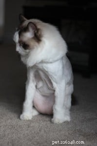 Should You Shave Your Cat for Summer? Expert Guidance & Safety Tips