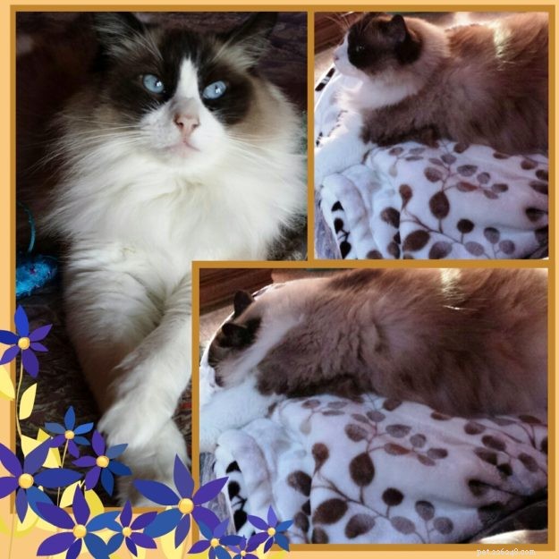 Meet Diego Alegria: The Rescued Ragdoll Cat Everyone Loves