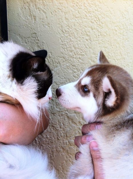 Meet Diego Alegria: The Rescued Ragdoll Cat Everyone Loves