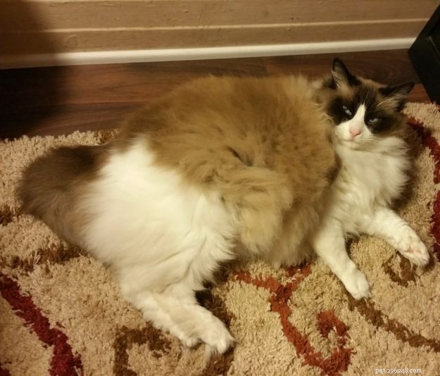 Meet Diego Alegria: The Rescued Ragdoll Cat Everyone Loves