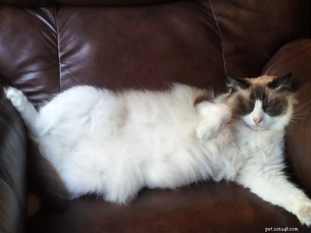Meet Diego Alegria: The Rescued Ragdoll Cat Everyone Loves