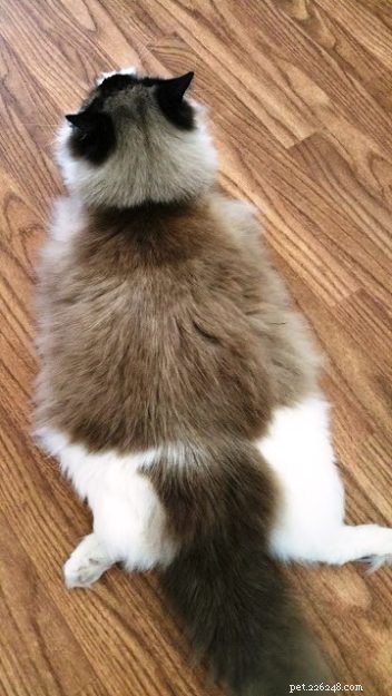 Meet Diego Alegria: The Rescued Ragdoll Cat Everyone Loves