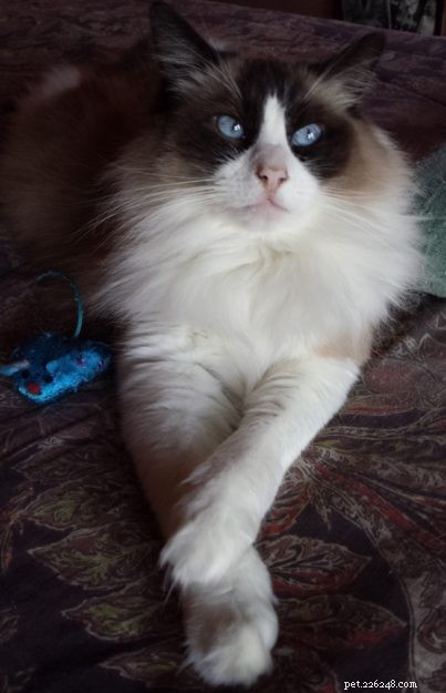 Meet Diego Alegria: The Rescued Ragdoll Cat Everyone Loves