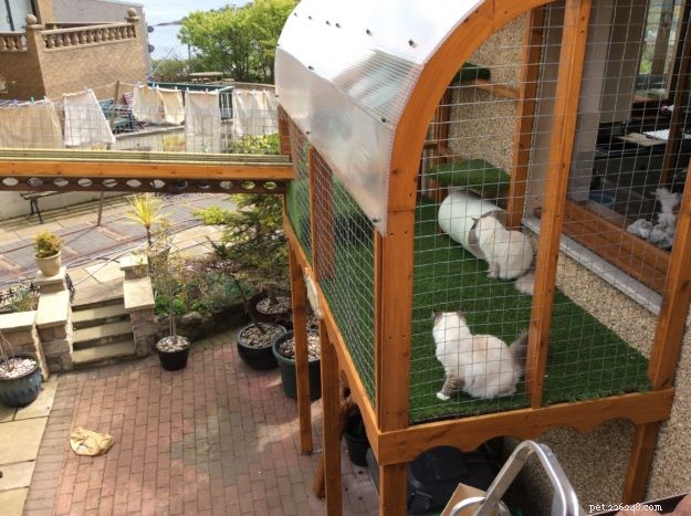 Designing a Safe Outdoor Cat Run: DIY Catwalk Tips & Success Stories