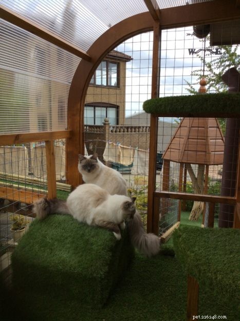 Designing a Safe Outdoor Cat Run: DIY Catwalk Tips & Success Stories