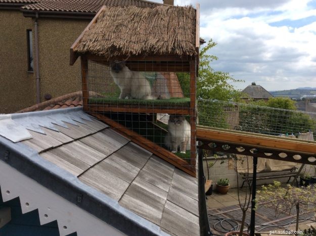 Designing a Safe Outdoor Cat Run: DIY Catwalk Tips & Success Stories
