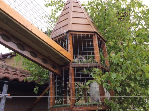Designing a Safe Outdoor Cat Run: DIY Catwalk Tips & Success Stories
