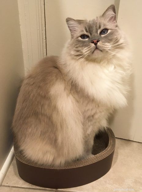 Ragdoll Cat Colors: A Comprehensive Guide to Their Elegant Patterns